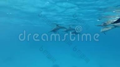 一群小海豚在水下嬉戏